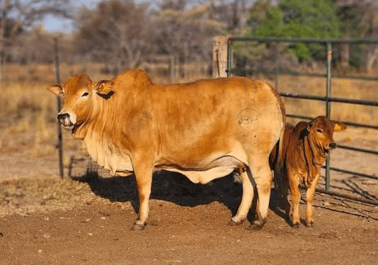 Fondi Farms Cattle