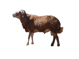 Sheep