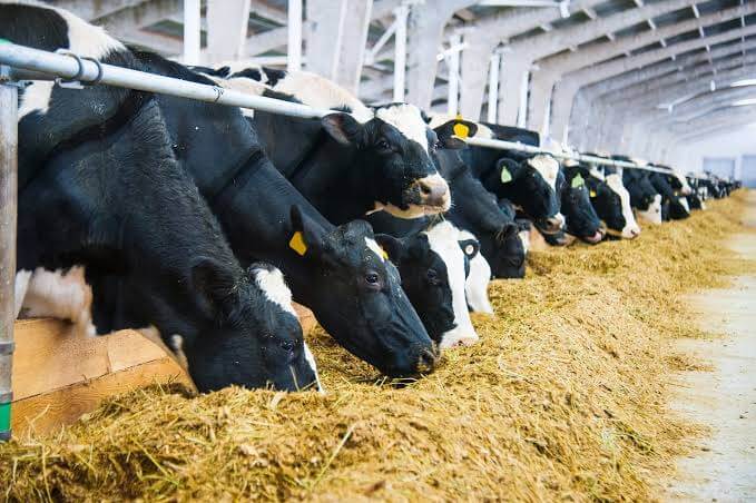 Feed Manufacturing & Nutrition: Foundations of Resilient Livestock