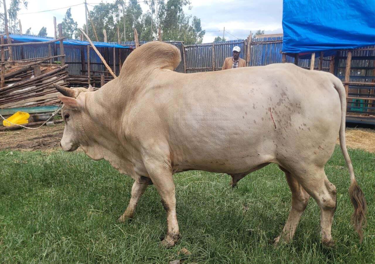 Cattle Fattening
