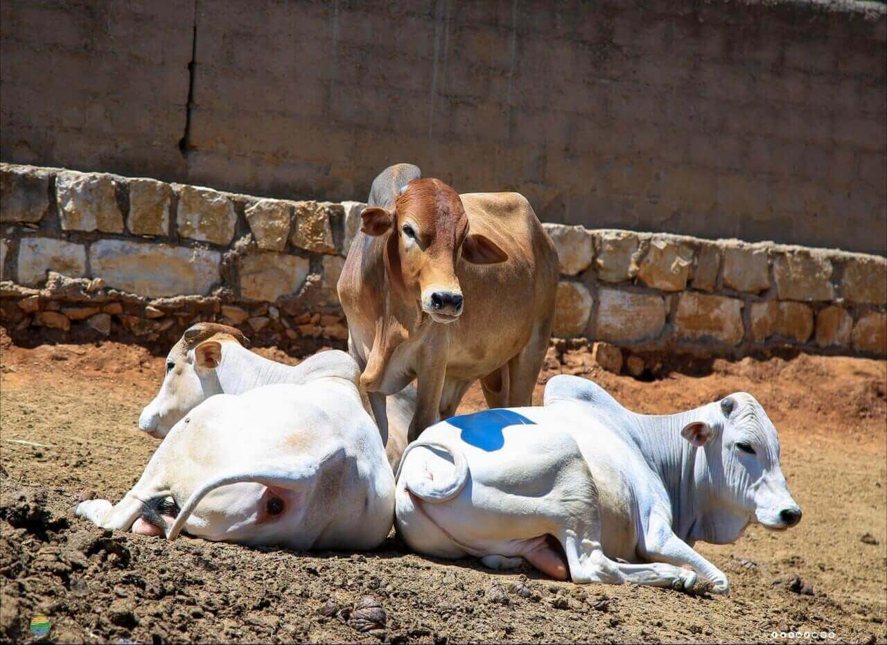 Fondi Farms Boran cattle