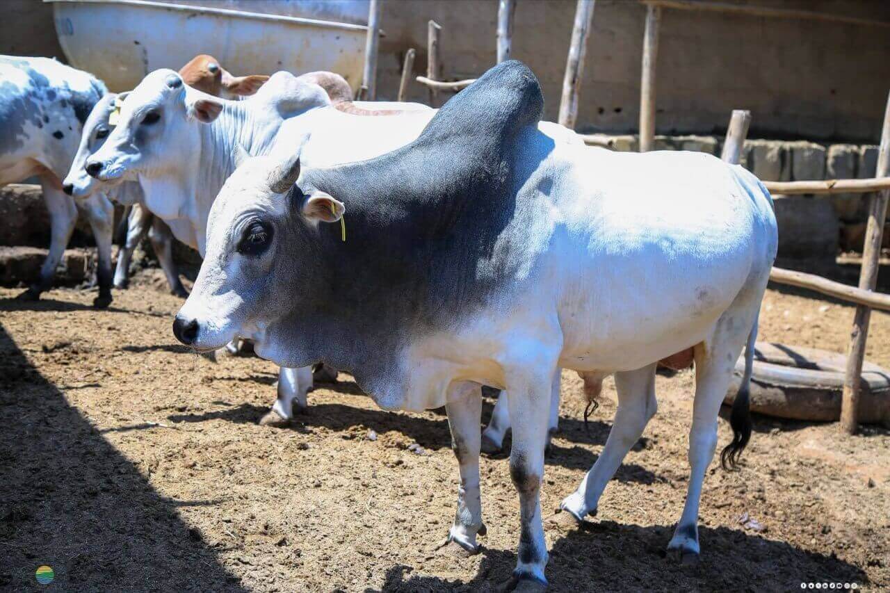 Fondi Farms herd management