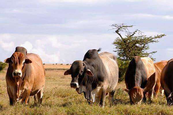 Fondi Farms sustainable pasture