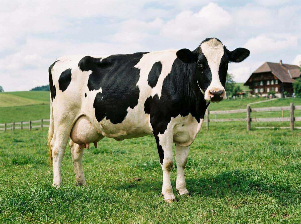 Fondi Farms cattle breeding