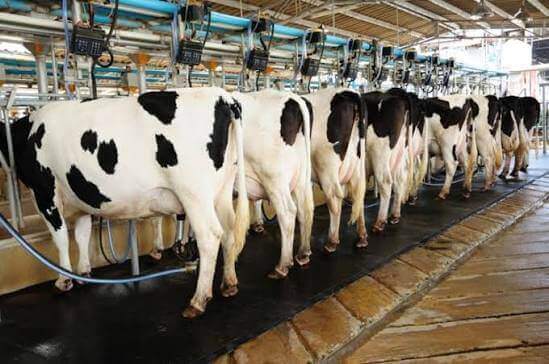 Dairy Production & Processing
