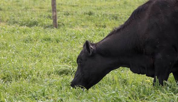 Sustainable Grazing in the Lush Highland Pastures of Ambo